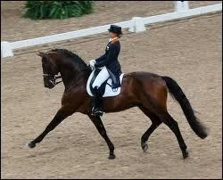 Quel est le cheval le plus adapt pour le dressage ?