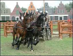 Parmi ces chevaux, lequel sert  l'attelage de travail ?