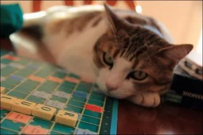 Lequel de ces accessoires pour chat n'existe pas ?