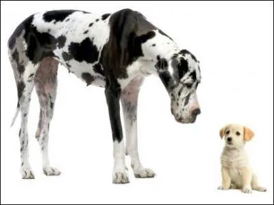 Lequel de ces records de chiens n'est pas rel ?