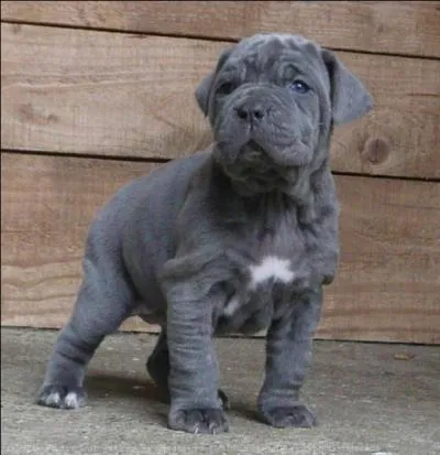 Quelle est la race de ce jeune reprsentant ?