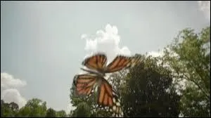 Qui est finalement le monarque ?