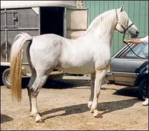 De quel barbe s'agit-il sur la photo ?