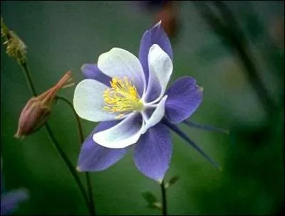 Cet htel de l'Alpe d'Huez porte le nom de cette fleur :