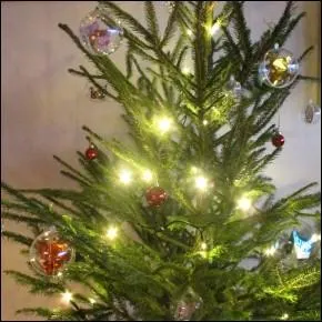 C'est tout à fait interdit, mais pour économiser, nous avons coupé notre sapin de Noël dans la forêt :
