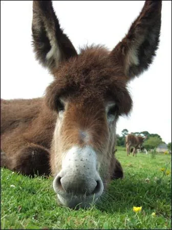 Un ne est un animal mais ce mot peut aussi dsigner...