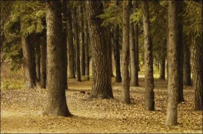 Quelle proportion de la France est recouverte de fort ?