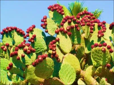 D'aprs la photo, quel est selon vous ce type de cactus aux fruits et aux proprits trs apprcies ?
