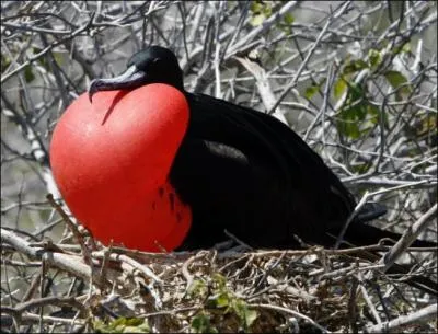 Quel est ce superbe oiseau marin trs arien et d'aspect trs particulier ?