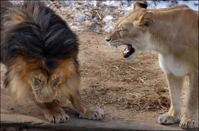 Le roi des animaux se trouve  l'vidence en trs mauvaise position. Regardez son attitude. Que voudrait-il rpondre  sa lionne ?