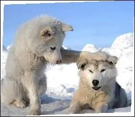 Les animaux ont bien autant de sollicitude que les tres humains. Que semble dire l'un  l'autre ?