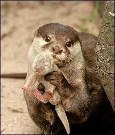 Quel est ce mammifre nous montrant firement son bb ?