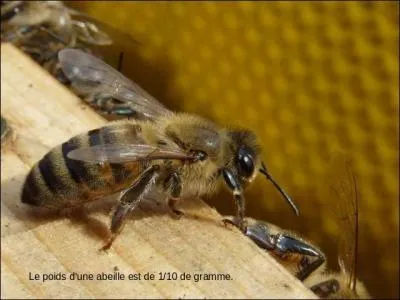L'abeille fait le poids de 1/10 de gramme. Elle ramne 0, 05 gramme de pollen jusqu' 20 fois par jour. Combien de grammes entasse-t-elle ainsi dans la ruche ?