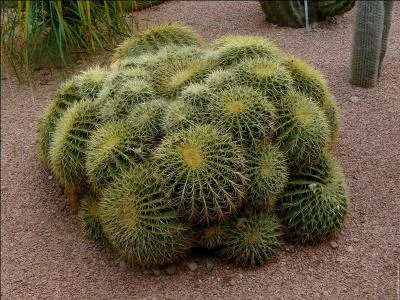  quelle occasion un gendre peut-il dire  sa belle-mre : -  Tenez buvez a, a vous remontera  ?