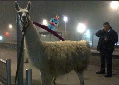 Le fameux Serge le lama ! Dans quelle ville a-t-il fait une escapade aprs avoir quitt son zoo ?