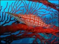 Quel est celui-ci qui n'est pas aussi bte qu'il en a l'air ?