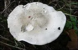 Si vous trouvez ce champignon, a mettra de l'eau au moulin :