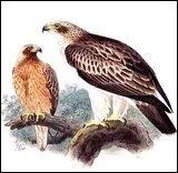 Quel est ce rapace qui a l'air bien dans ses baskets ?