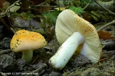 Quel terme qualifie cette russule, et dont j'aimerais bien mriter quelques exemplaires dors ?