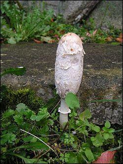 Quel est ce champignon hirsute ?