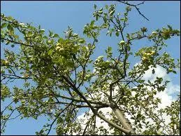 Un lment est vivant lorsqu'il est capable de...