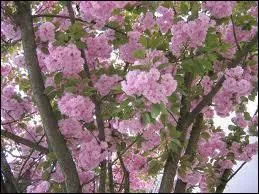 Un environnement c'est :