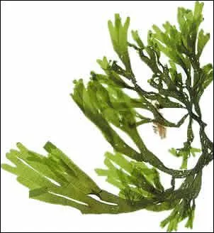 Comment s'appelle cette fleur qui vit dans l'eau ?