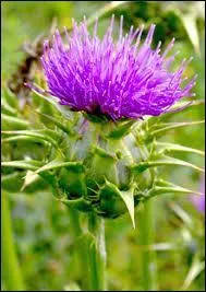 Quelle maladie est combattue par le chardon-Marie ?