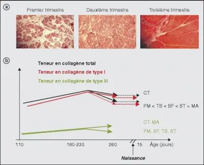 Des colorants tels que l'azorubine (E122, vendu dans le commerce et utilis pour les viandes) ou le rouge de cochenille (E 124, utilis dans les confiseries tels que Malabar ou Haribo) provoqueraient de l'urticaire et sont mal supports par les personnes asthmatiques. Dans quels pays sont-ils interdits ?