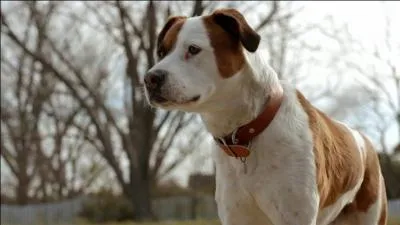 Comment s'appelle-t-il ?