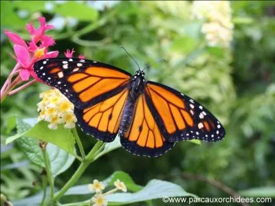 Qui est le monarque ?