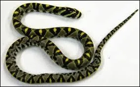 Quel est cet animal ?