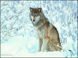 Quel est cet animal ?