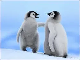 Quel est cet animal ?