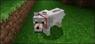 Que faut-il pour avoir un chien ?