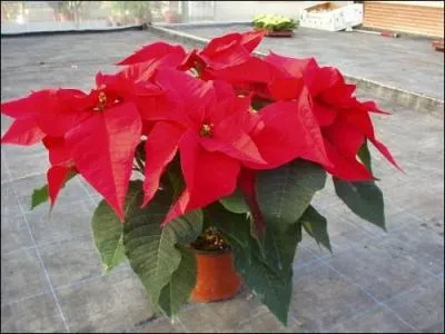 Quelle plante décorative place-t-on sur la table ?