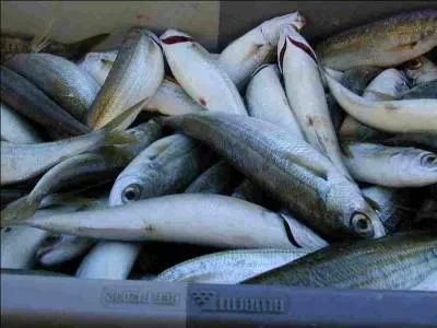 Comment le dîner du 24 décembre est-il ?