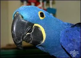 De quel croisement obtient-on l'ara hyacinthe ?