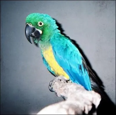 Il est originaire d'Europe et son nom est l'ara caloshua, qui sont ses parents ?