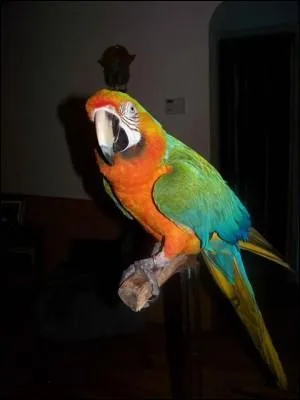 L'ara catalina est magnifique, non ! De quel croisement vient-il ?