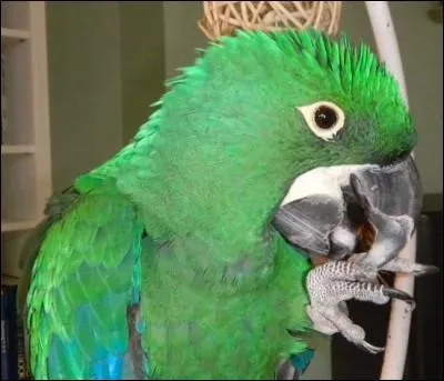 Un de mes prfrs, l'ara meraude, d'o provient-il ?