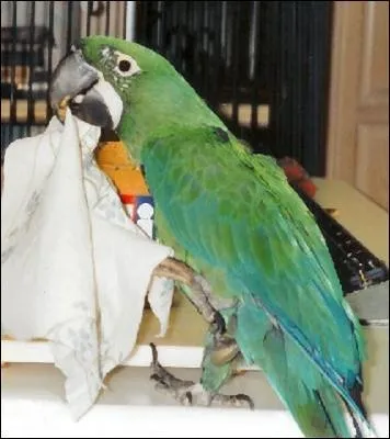 L'ara milicinth est le fruit de quelle hybridation ?