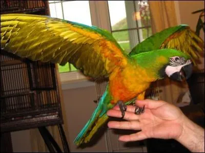 Ara miligold quel nom d'o vient-il ?