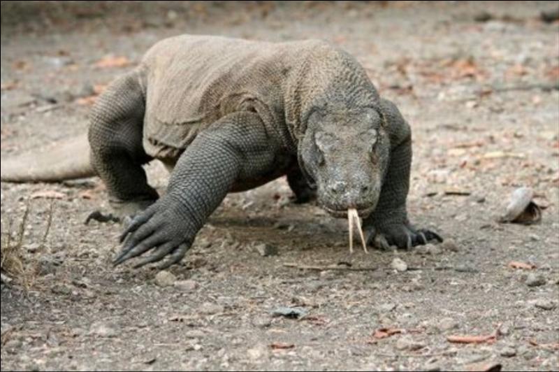 quel animal pese 200 kg