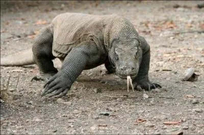 Le dragon de Komodo pse combien de kilos ?