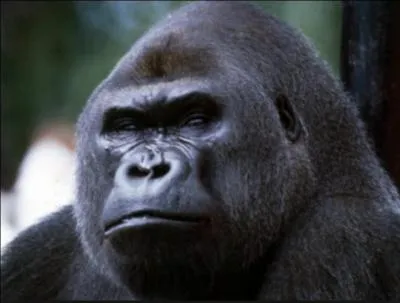 L'ADN d'un gorille, en pourcentage, est de combien par rapport  l'homme ?