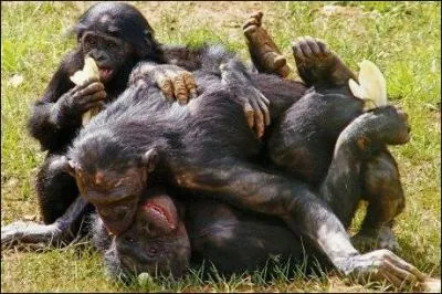 Dans quel commune pourrez-vous visiter  La Valle des Singes  o vous admirerez plus de 350 singes de 30 espces ?