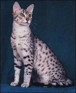 Le chat Dieu gyptien tait l'incarnation de quelle desse ?