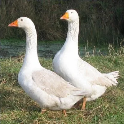 Pourquoi le chef toil Jol Robuchon a-t-il suspendu ses commandes de foie gras chez un producteur Venden ?