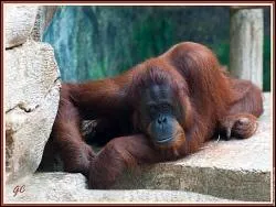 Vous tes devant la cage de l'orang-outan, ce que vous voyez est-il possible ? Cochez ce qui n'est pas possible.